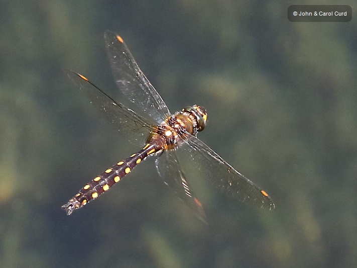 J17_4263 Procordulia grayi male.JPG